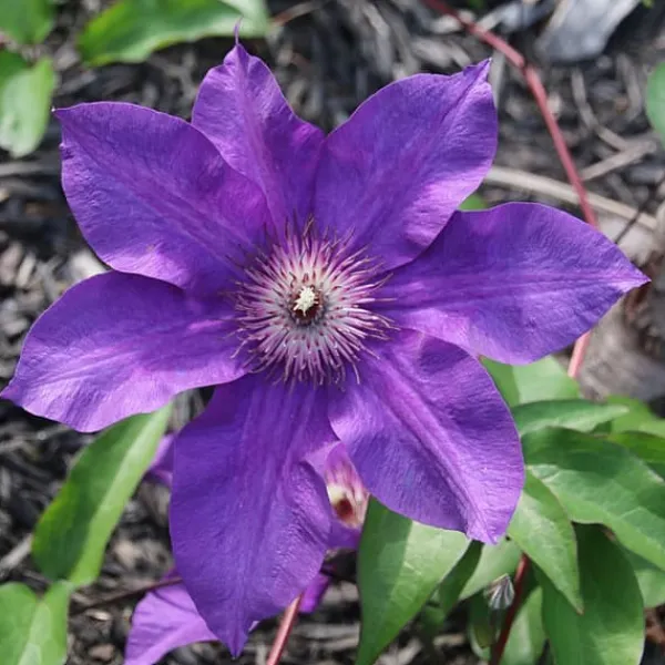 Skovranke - 2 stk. - Clematis 'The President' - Højde 100-120cm - ⌀17cm Haveplanter