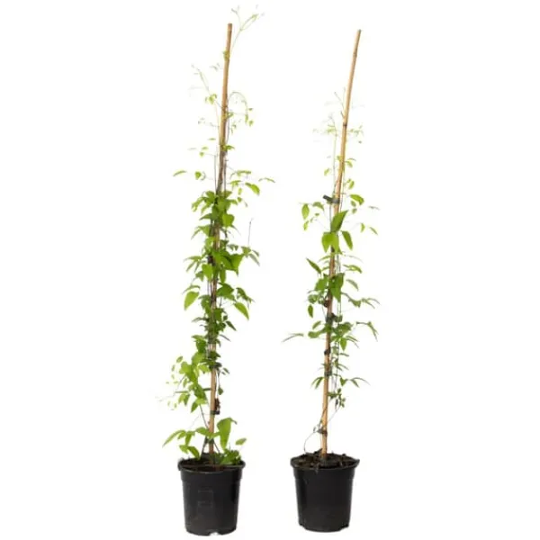 Haveplanter^Skovranke - 2 stk. - Clematis 'Hagley Hybrid' - Højde 100-120cm - ⌀17cm