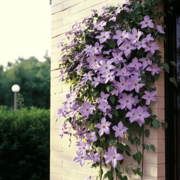 Haveplanter^Skovranke - 2 stk. - Clematis 'Hagley Hybrid' - Højde 100-120cm - ⌀17cm