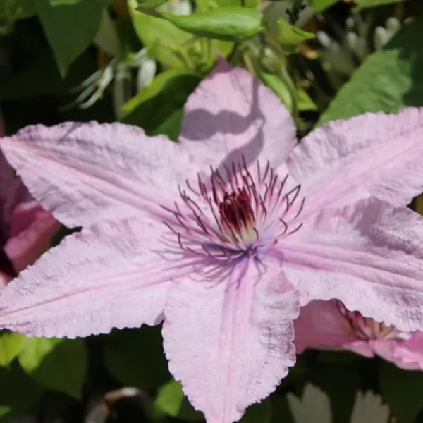 Haveplanter^Skovranke - 2 stk. - Clematis 'Hagley Hybrid' - Højde 100-120cm - ⌀17cm