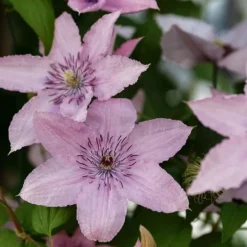 Haveplanter^Skovranke - 2 stk. - Clematis 'Hagley Hybrid' - Højde 100-120cm - ⌀17cm