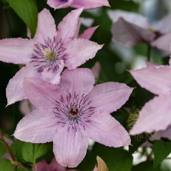 Haveplanter^Skovranke - 2 stk. - Clematis 'Hagley Hybrid' - Højde 100-120cm - ⌀17cm