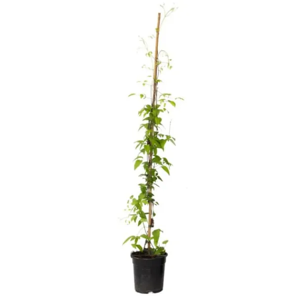 New Skovranke - Clematis 'Hagley Hybrid' - Højde 100-120cm - ⌀17cm Haveplanter