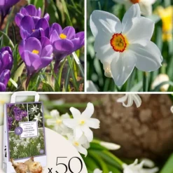 Frø^Skyggehaveboks - 50 blomsterløg til skygge og halvskygge