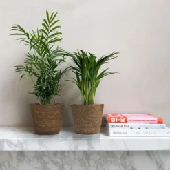 Hot Små Dypsis og Chamaedorea - Mix af 2 med kurv - Højde 25-40cm - ⌀12cm Krukkeplanter Indendørs