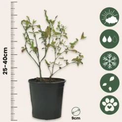 Kit Til Plante- & Urtedyrkning^Smoothie frugtplanter mix - Sæt med 4 - Højde 25-40cm - ⌀9cm