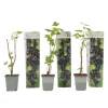 New Solbær - 3 stk - Ribes Nigrum - Højde 25-40cm - ⌀9cm Buskads