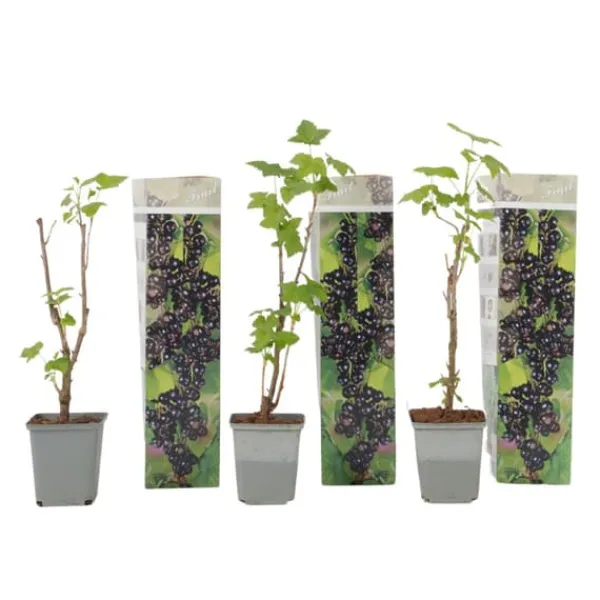 New Solbær - 3 stk - Ribes Nigrum - Højde 25-40cm - ⌀9cm Buskads