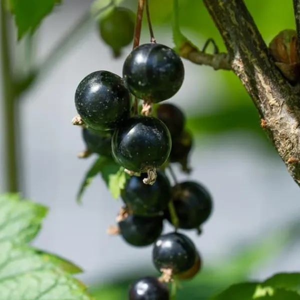 New Solbær - 3 stk - Ribes Nigrum - Højde 25-40cm - ⌀9cm Buskads