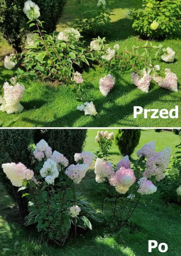Best SOLIDARNOŚĆ PLANTEKLEMME (f.eks. 6) SORT - 10 STK. Krukker & Plantebeholdere