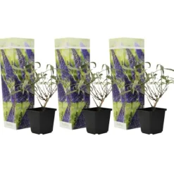 Buskads^Sommerfuglebusk - Sæt 3 - Buddleja davidii 'Nanho Blue' - Højde 25-40cm - ⌀9cm
