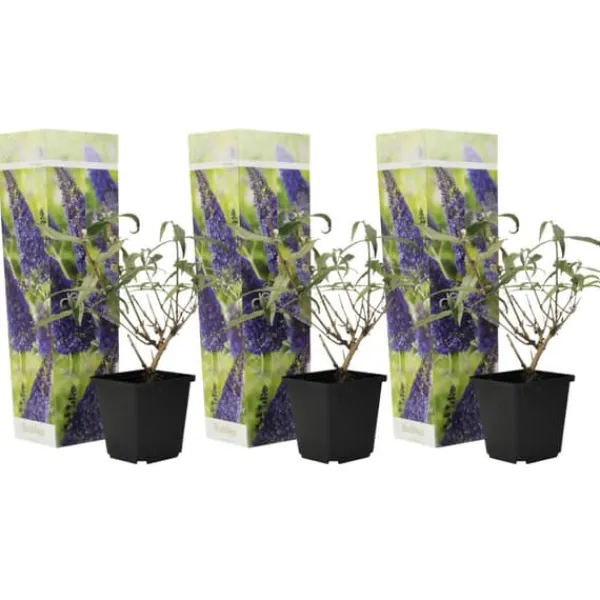 Buskads^Sommerfuglebusk - Sæt 3 - Buddleja davidii 'Nanho Blue' - Højde 25-40cm - ⌀9cm