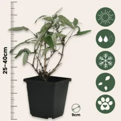 Buskads^Sommerfuglebusk - Sæt 3 - Buddleja davidii 'Nanho Blue' - Højde 25-40cm - ⌀9cm