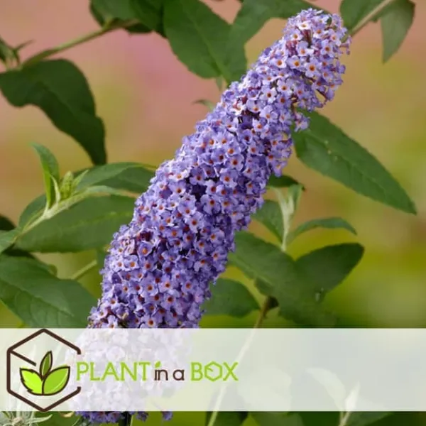 Buskads^Sommerfuglebusk - Sæt 3 - Buddleja davidii 'Nanho Blue' - Højde 25-40cm - ⌀9cm