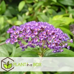 Buskads^Sommerfuglebusk - Sæt 3 - Buddleja davidii 'Nanho Blue' - Højde 25-40cm - ⌀9cm