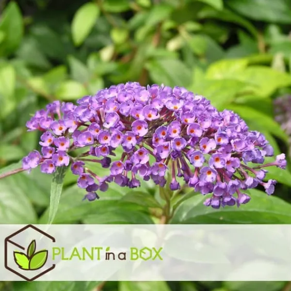Buskads^Sommerfuglebusk - Sæt 3 - Buddleja davidii 'Nanho Blue' - Højde 25-40cm - ⌀9cm
