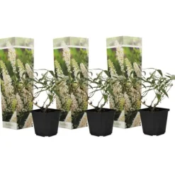 Online Sommerfuglebusk - Sæt med 3 - Buddleja 'White Profusion' - Højde 25-40cm - ⌀9cm Buskads