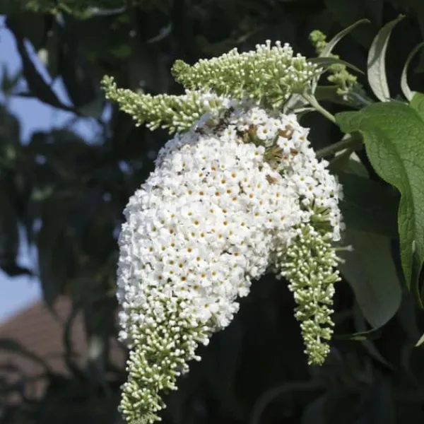 Online Sommerfuglebusk - Sæt med 3 - Buddleja 'White Profusion' - Højde 25-40cm - ⌀9cm Buskads