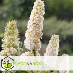 Online Sommerfuglebusk - Sæt med 3 - Buddleja 'White Profusion' - Højde 25-40cm - ⌀9cm Buskads