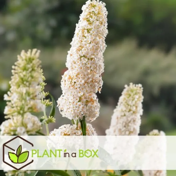 Online Sommerfuglebusk - Sæt med 3 - Buddleja 'White Profusion' - Højde 25-40cm - ⌀9cm Buskads
