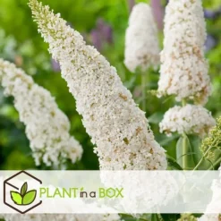 Online Sommerfuglebusk - Sæt med 3 - Buddleja 'White Profusion' - Højde 25-40cm - ⌀9cm Buskads
