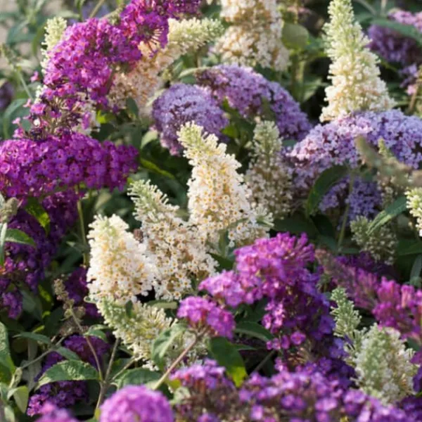 Buskads^Sommerfuglebusk - Sæt med 6 - Buddleja davidii - Højde 25-40cm - ⌀9cm