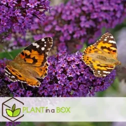 Buskads^Sommerfuglebusk - Sæt med 6 - Buddleja davidii - Højde 25-40cm - ⌀9cm