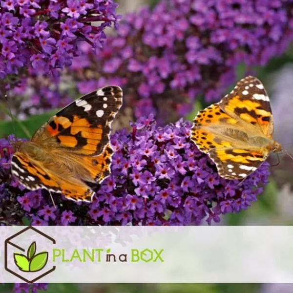 Buskads^Sommerfuglebusk - Sæt med 6 - Buddleja davidii - Højde 25-40cm - ⌀9cm
