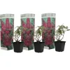 Sommerfuglebusk - Sæt med 3 - Buddleja 'Pink Delight' - Højde 25-40cm - ⌀9cm Buskads