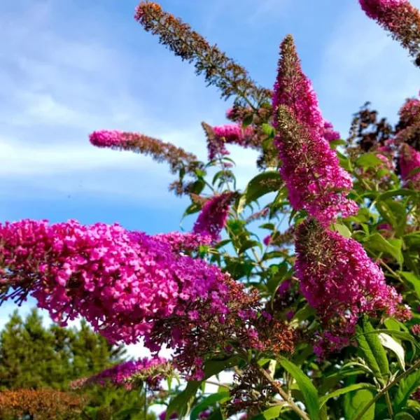 Sommerfuglebusk - Sæt med 3 - Buddleja 'Pink Delight' - Højde 25-40cm - ⌀9cm Buskads