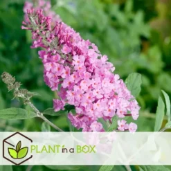 Sommerfuglebusk - Sæt med 3 - Buddleja 'Pink Delight' - Højde 25-40cm - ⌀9cm Buskads