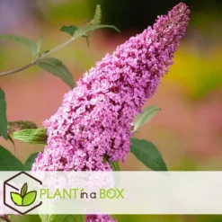 Sommerfuglebusk - Sæt med 3 - Buddleja 'Pink Delight' - Højde 25-40cm - ⌀9cm Buskads