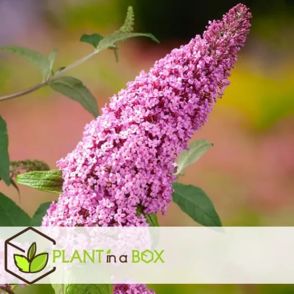 Sommerfuglebusk - Sæt med 3 - Buddleja 'Pink Delight' - Højde 25-40cm - ⌀9cm Buskads