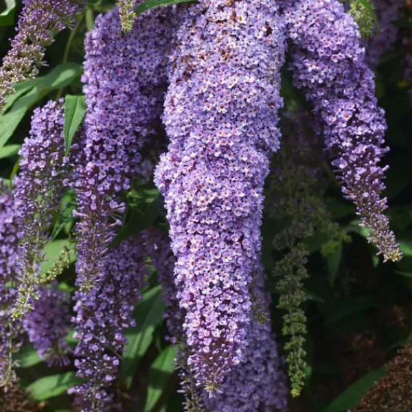 Buskads^Sommerfuglebusk - Sæt med 3 - Buddleja davidii - Højde 25-40cm - ⌀9cm