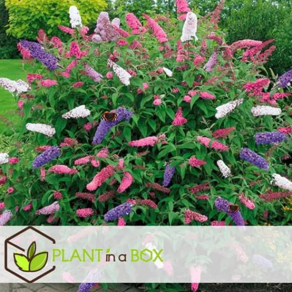 Buskads^Sommerfuglebusk - Sæt med 3 - Buddleja davidii - Højde 25-40cm - ⌀9cm