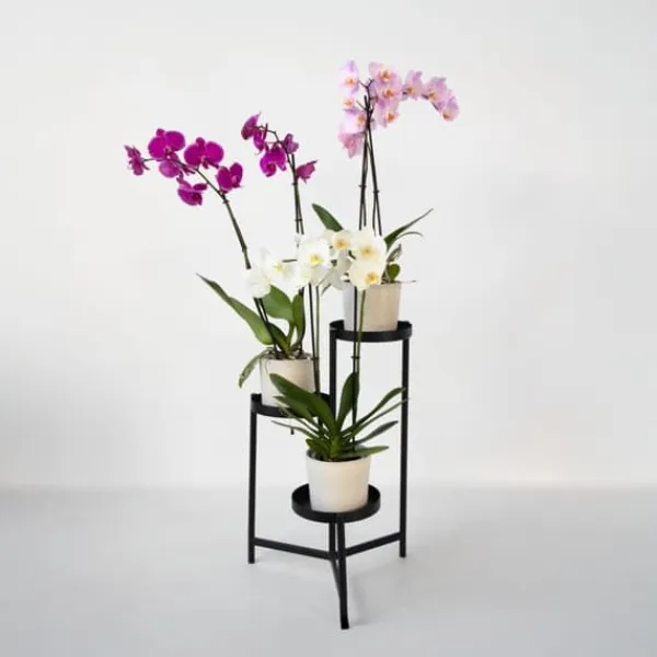 Clearance Sommerfugleorkidé - Mix af 3 - Phalaenopsis - Højde 50-60cm - ⌀12cm Krukkeplanter Indendørs