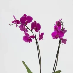Clearance Sommerfugleorkidé - Mix af 3 - Phalaenopsis - Højde 50-60cm - ⌀12cm Krukkeplanter Indendørs