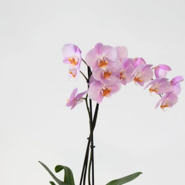 Clearance Sommerfugleorkidé - Mix af 3 - Phalaenopsis - Højde 50-60cm - ⌀12cm Krukkeplanter Indendørs