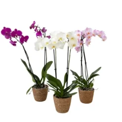 Discount Sommerfugleorkidé - Mix af 3 - Phalaenopsis i deco kurv - Højde 50-60cm - ⌀12cm Krukkeplanter Indendørs