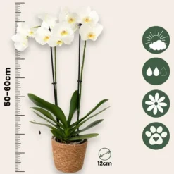 Discount Sommerfugleorkidé - Mix af 3 - Phalaenopsis i deco kurv - Højde 50-60cm - ⌀12cm Krukkeplanter Indendørs