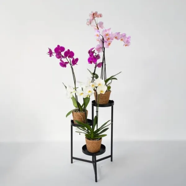 Discount Sommerfugleorkidé - Mix af 3 - Phalaenopsis i deco kurv - Højde 50-60cm - ⌀12cm Krukkeplanter Indendørs