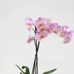 Discount Sommerfugleorkidé - Mix af 3 - Phalaenopsis i deco kurv - Højde 50-60cm - ⌀12cm Krukkeplanter Indendørs