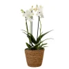 Krukkeplanter Indendørs^Sommerfugleorkidé - Phalaenopsis Multiflora med kurv - Højde 35-45cm - ⌀12cm
