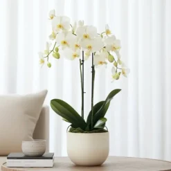 Krukkeplanter Indendørs^Sommerfugleorkidé - Phalaenopsis Multiflora med kurv - Højde 35-45cm - ⌀12cm