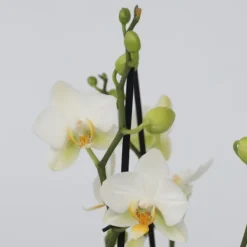 Krukkeplanter Indendørs^Sommerfugleorkidé - Phalaenopsis Multiflora med kurv - Højde 35-45cm - ⌀12cm