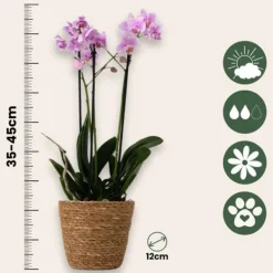 Online Sommerfugleorkidé - Phalaenopsis Multiflora med kurv - Højde 35-45cm - ⌀12cm Krukkeplanter Indendørs
