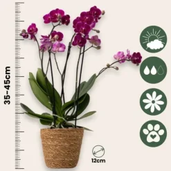 New Sommerfugleorkidé - Phalaenopsis Multiflora med kurv - Højde 35-45cm - ⌀12cm Krukkeplanter Indendørs
