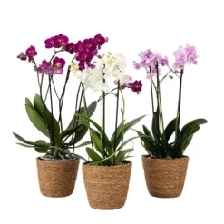 Best Sommerfugleorkidé - x3 - Phalaenopsis Multiflora i kurv - Højde 35-45cm - ⌀12cm Krukkeplanter Indendørs