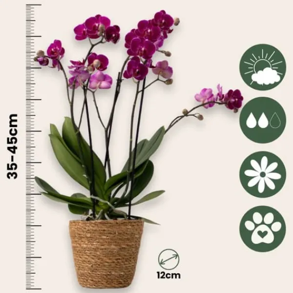 Best Sommerfugleorkidé - x3 - Phalaenopsis Multiflora i kurv - Højde 35-45cm - ⌀12cm Krukkeplanter Indendørs