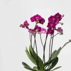Best Sommerfugleorkidé - x3 - Phalaenopsis Multiflora i kurv - Højde 35-45cm - ⌀12cm Krukkeplanter Indendørs